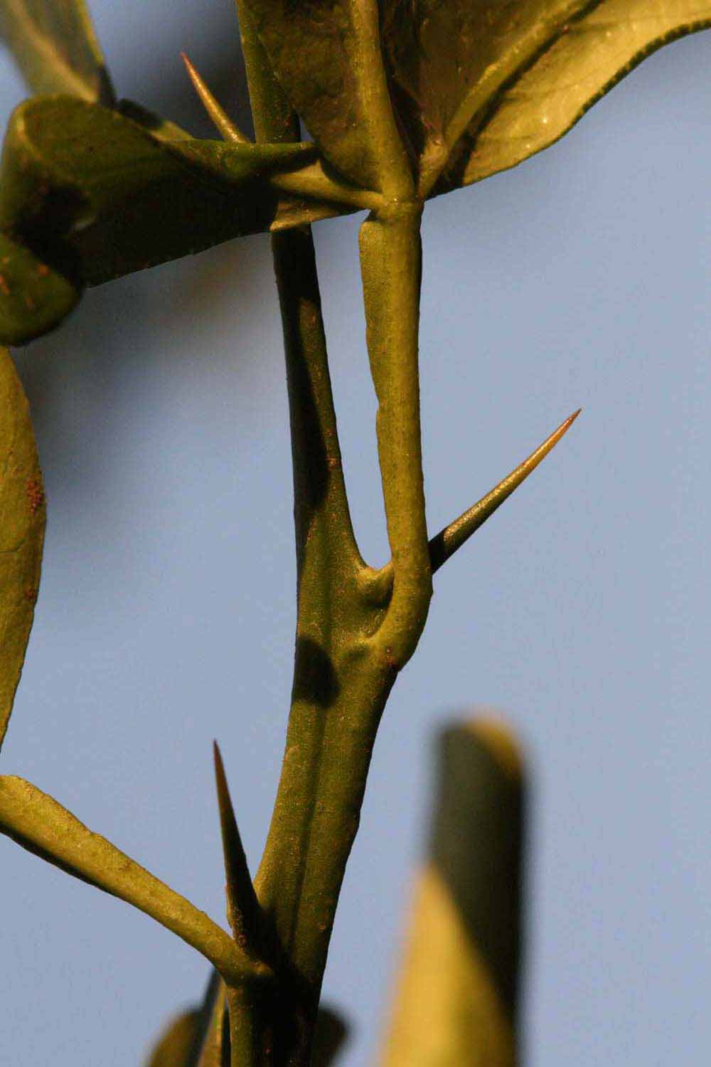            First year twig (Riverside, CA)   